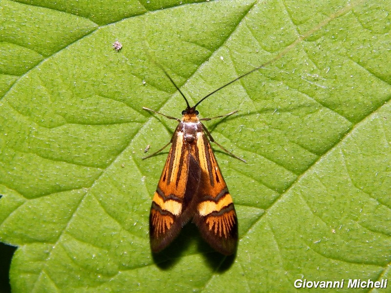 Nemophora degeerella  M e F